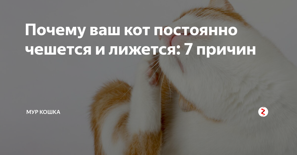 Лишай у кошки: причины, симптомы, лечение | блог ветклиники "беланта"