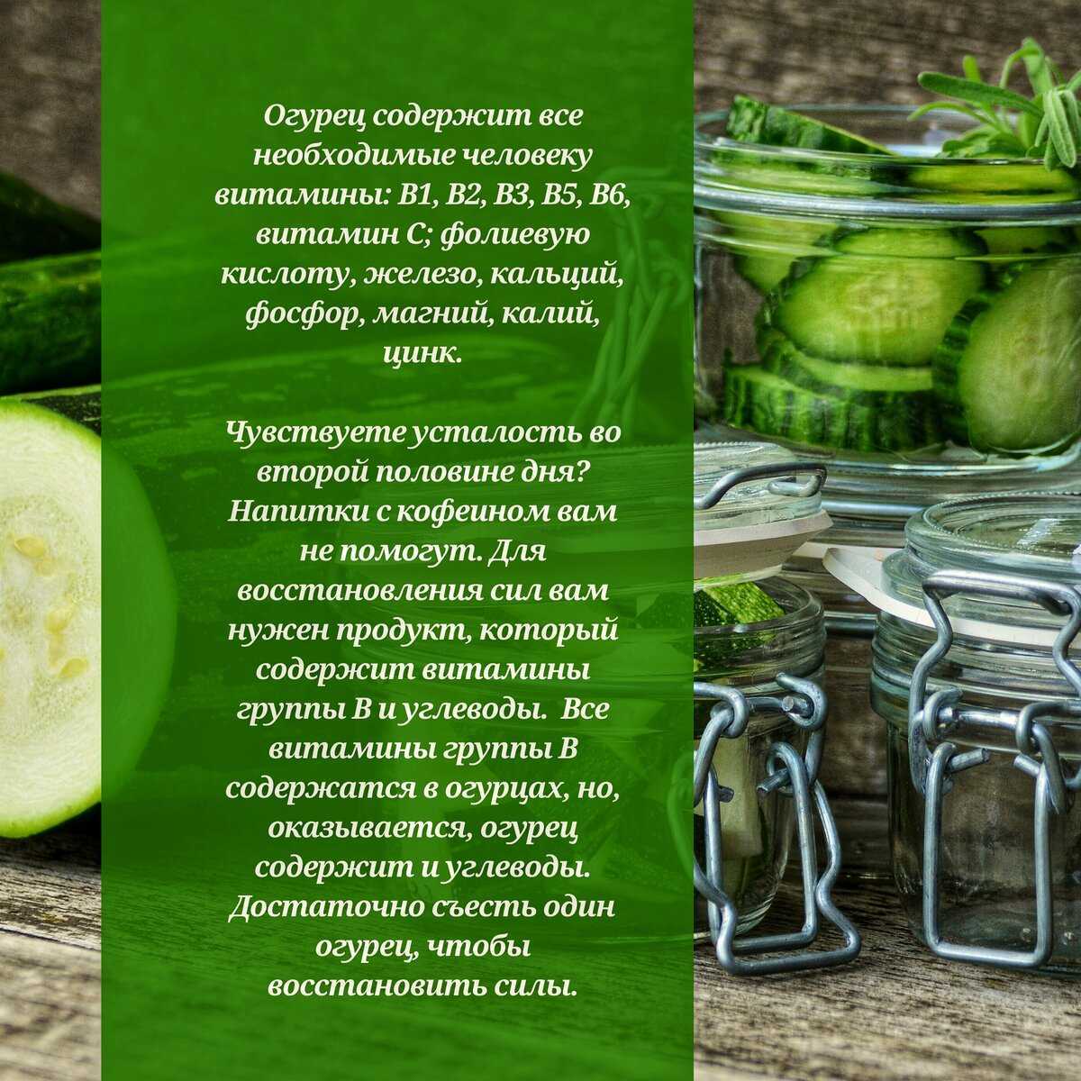 Можно ли собаке солёные огурцы