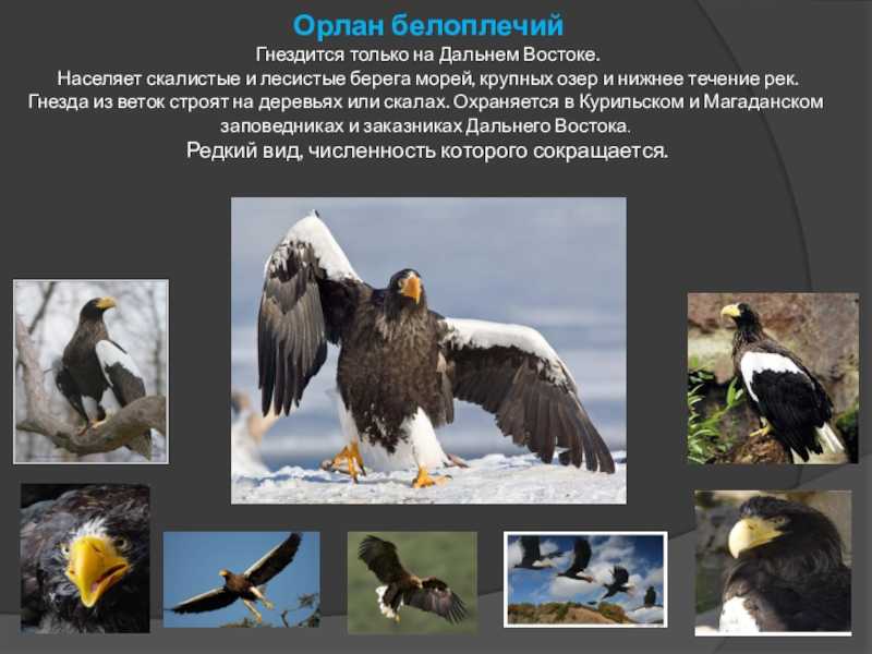 Красная книга приморского края - птицы.