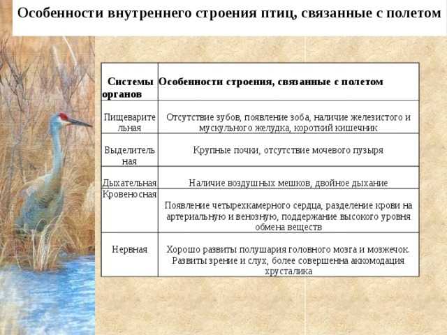 Класс птицы - характеристика, виды и строение пернатых