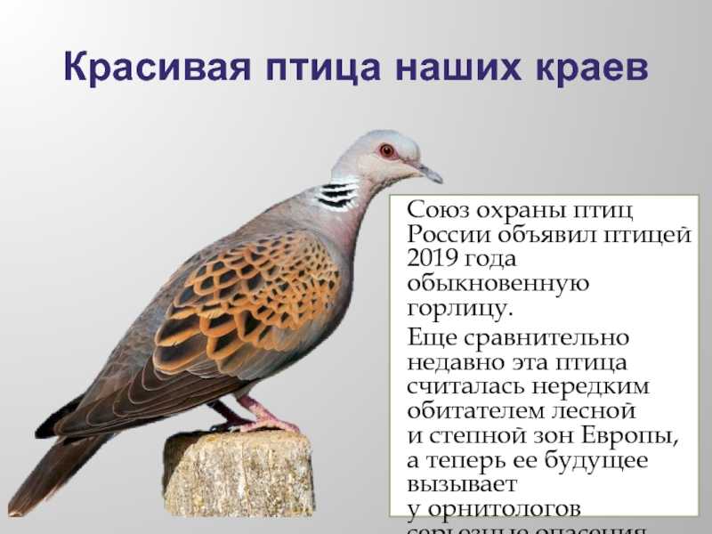 все про обыкновенную горлицу Фото и описание обыкновенной горлицы Где зимует и чем питается  Доклад и презентация