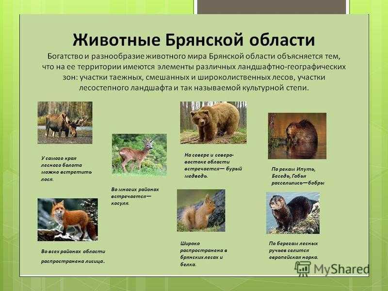 Растения и животные красной книги брянской области: фото, список. свежие новости брянской области непрерывно на russia24.pro (президент рф - путин в.в.)