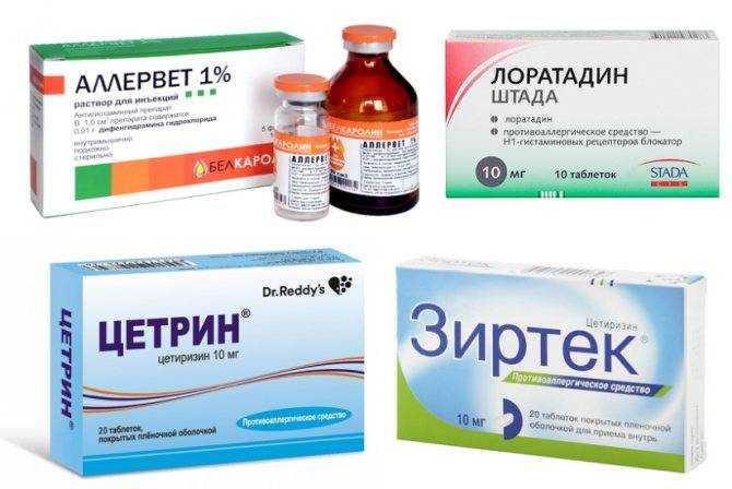 Как давать лоратадин кошке?