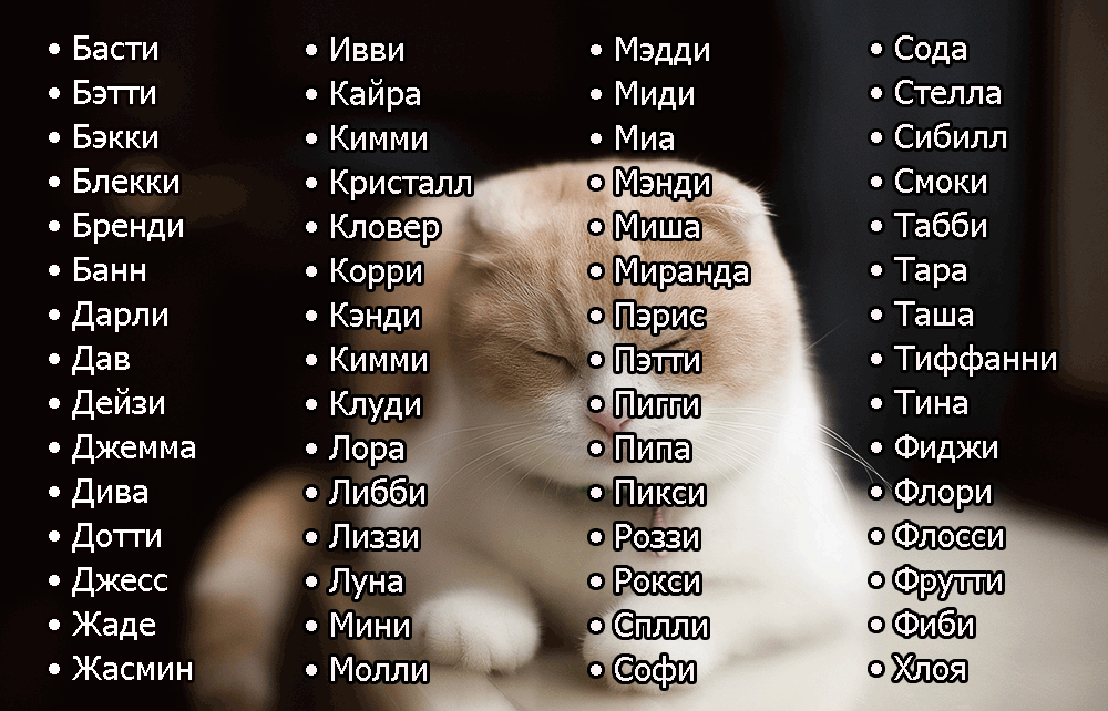 390+ кличек для шоколадных (коричневых) кошек и котов - имена для котят мальчиков и девочек