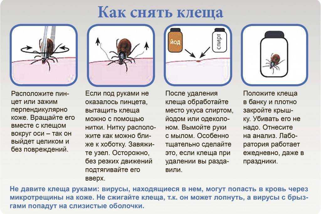 Собаку укусил клещ: что делать, чтобы оказать животному грамотную помощь? - kot-pes