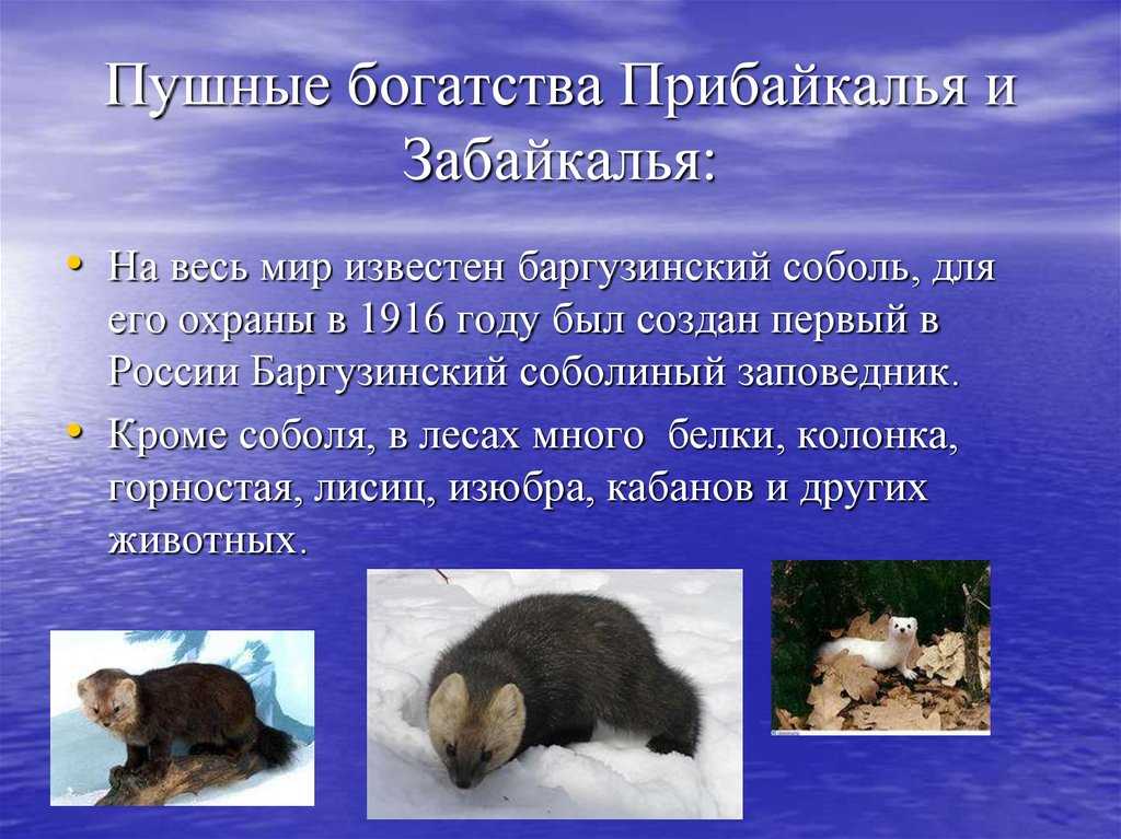 Птицы занесенные в красную книгу забайкальского края