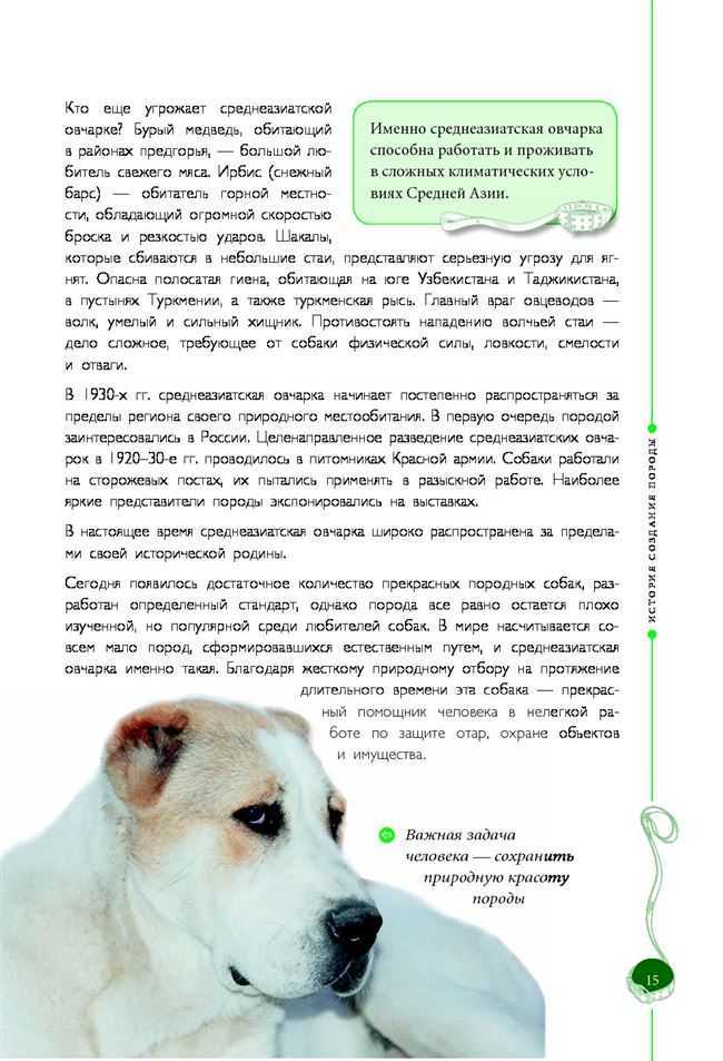 Собаки » породы » среднеазиатская овчарка (алабай)