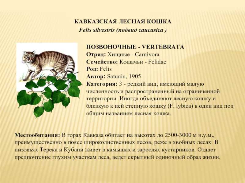 Кавказская лесная кошка - особенности ухода и содержания, советы