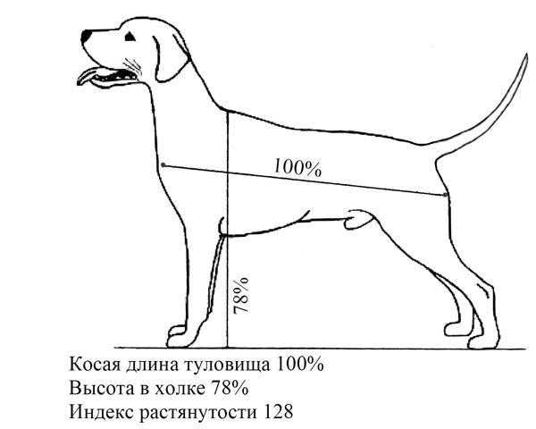 Как померить рост собаки?