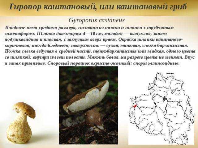 Зонтик пестрый