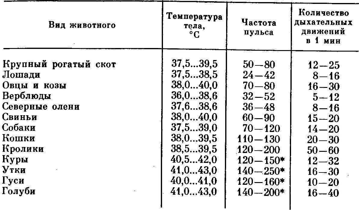 У собаки температура 36 что делать. причины изменения температуры тела у собак