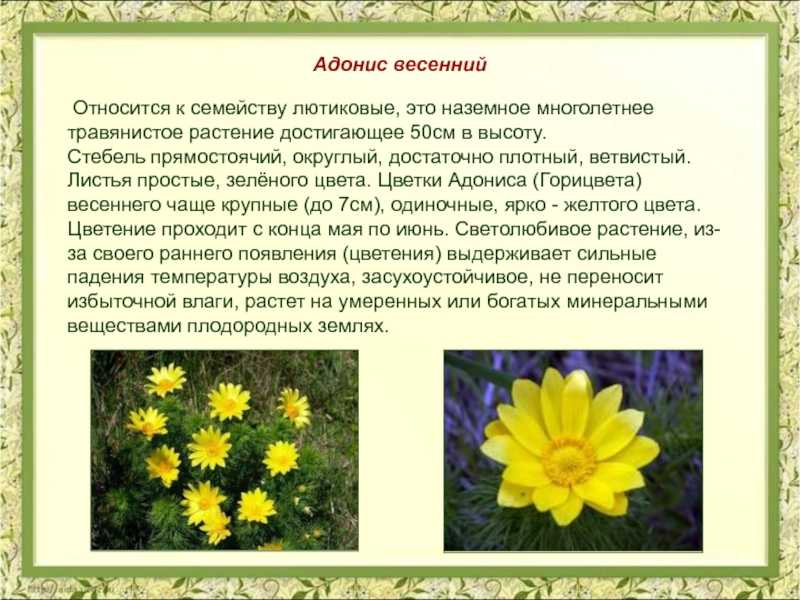 Растения ставропольского края (большое количество фото) - treepics.ru