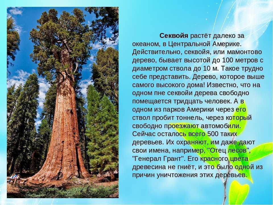 Список растений и эндемиков северной америки: уникальные представители флоры