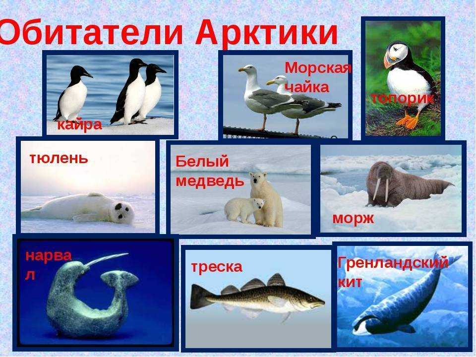 Животные антарктиды – животный мир, обитатели и эндемики