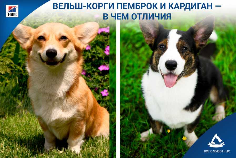 Вельш-корги пемброк и кардиган – отличия пород (фото) | «дай лапу»