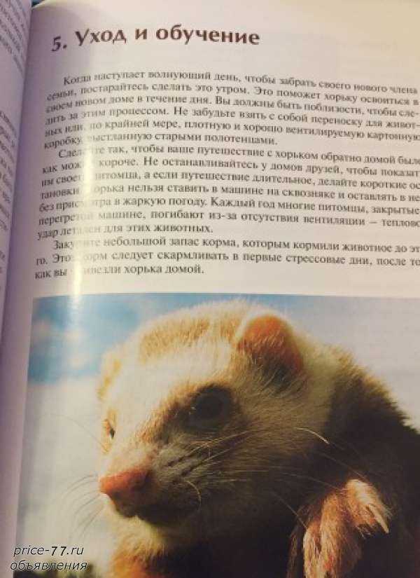 Как завести хорька, в каком возрасте его лучше брать. правда ли, что хорьки очень плохо пахнут? - автор анна кедрова - журнал женское мнение