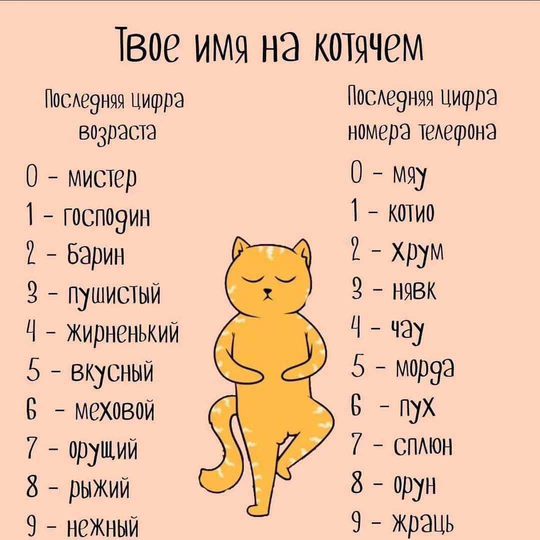 Как назвать белого котенка. клички для котят белого цвета