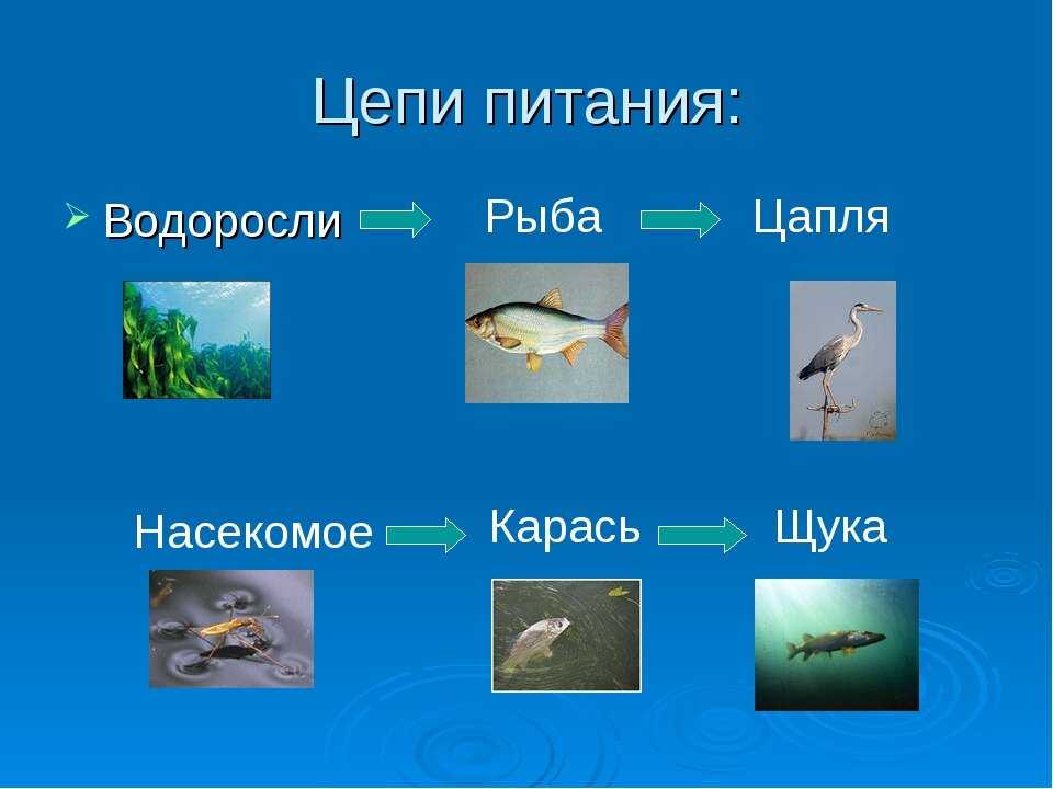 Цепи питания: просто и понятно об их роли в биологии