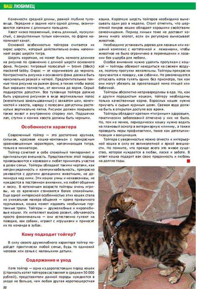 Донской сфинкс