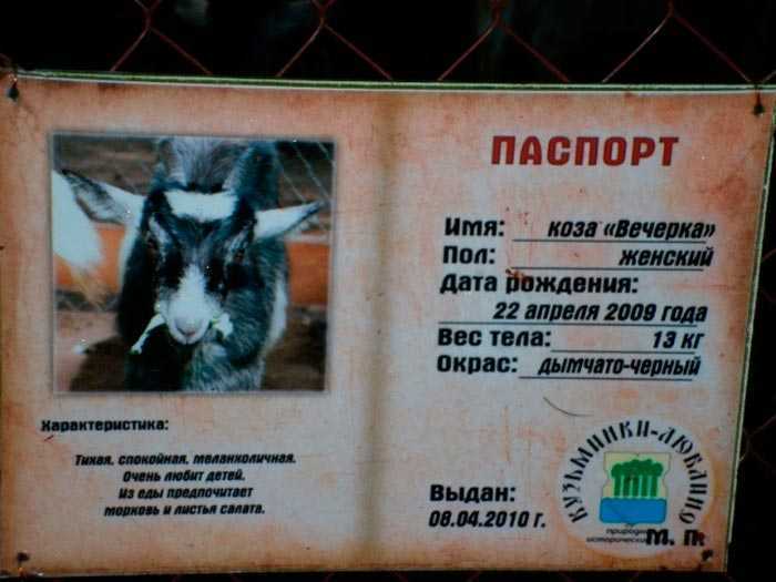 Кличка козы: как можно назвать девочку, какое имя дать мальчику, а также список вариантов по алфавиту и маркировка стада