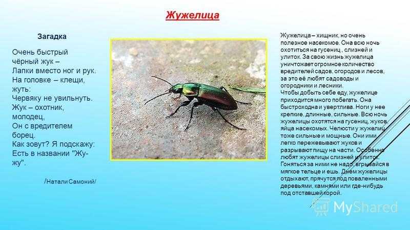 Описание и особенности жужелицы – чем занимается и как питается в природе