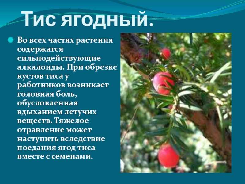 Тис ягодный: чем примечательно ядовитое растение?