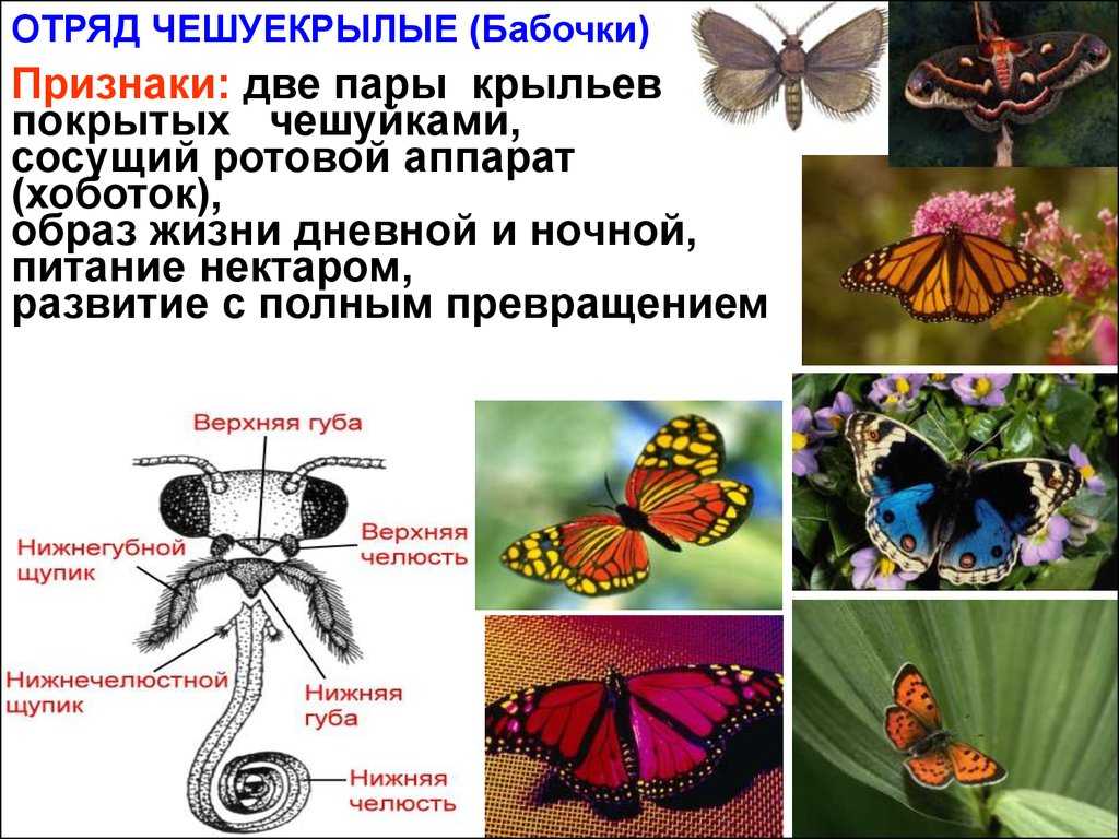 Презентация по биологии на тему отряд чешуекрылые, или бабочки (7 класс)  доклад, проект
