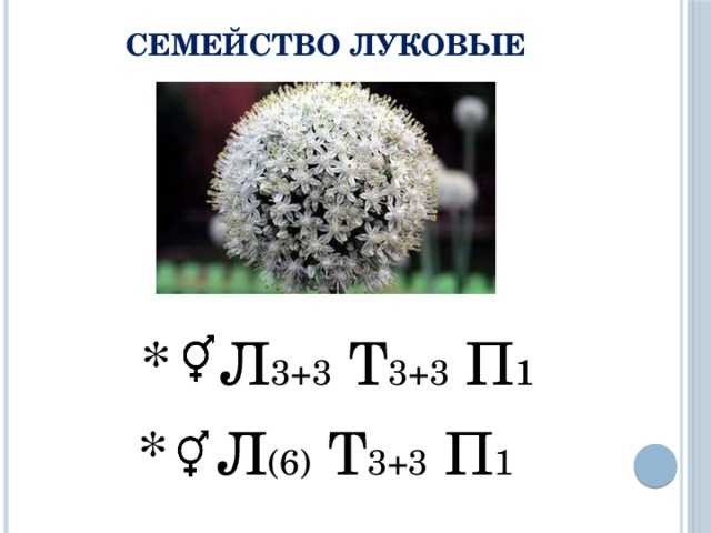 Луковая шелуха при выращивании садовых культур