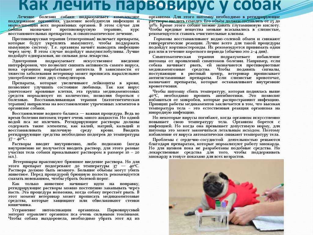 Пониженная температура у собак — причины и лечение