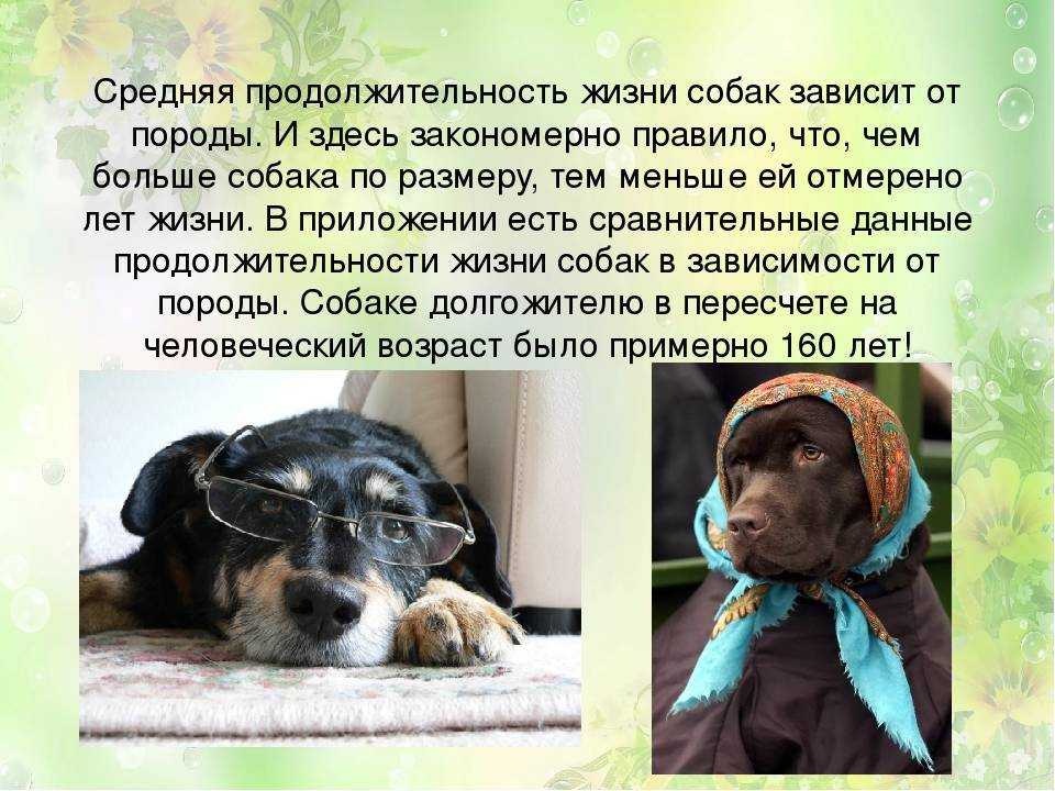Сколько живут собаки лет в домашних условиях, средняя продолжительность жизни по породам