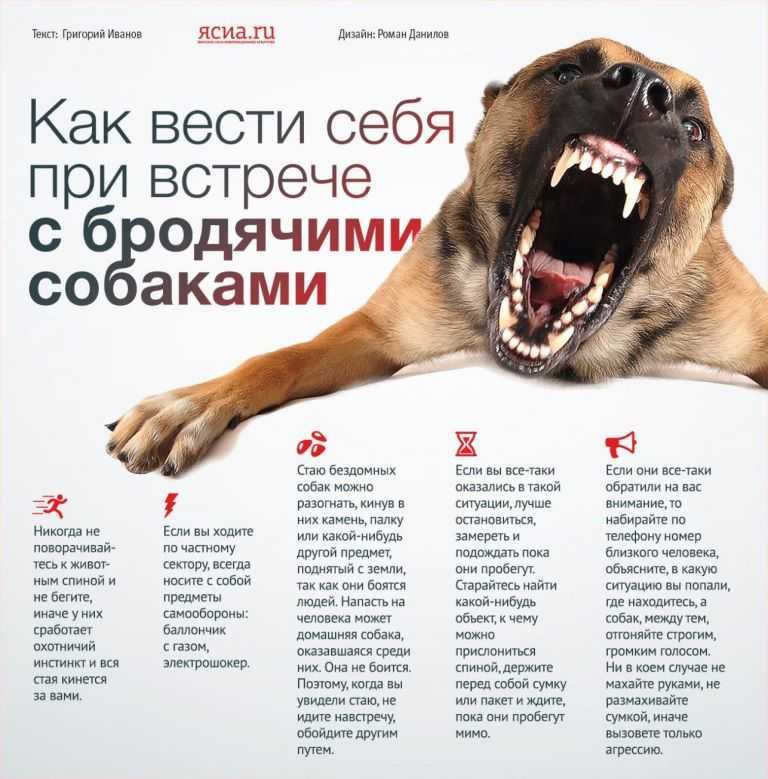 Как отучить собаку кусаться за руки и ноги, во время игры