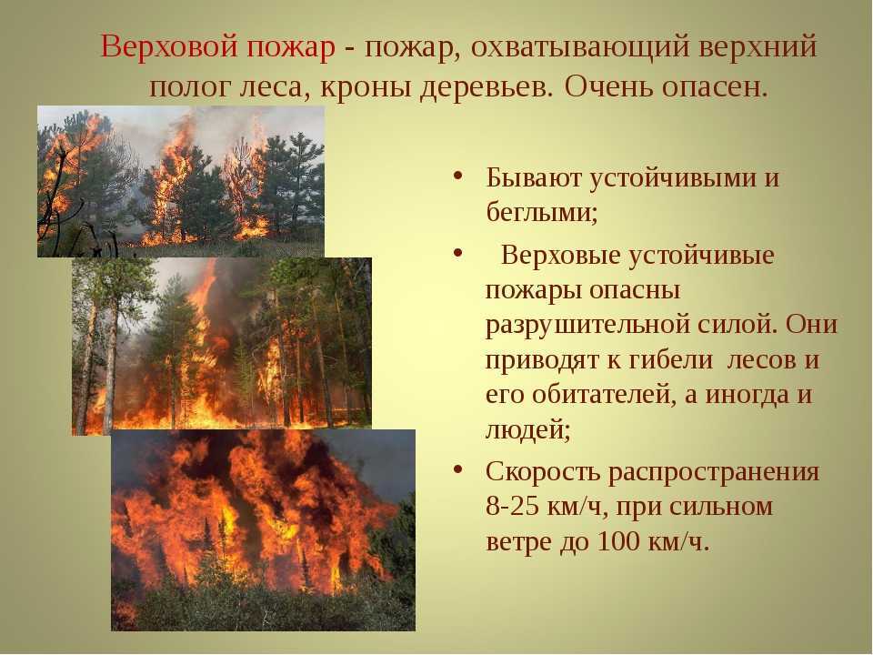 Основные причины возникновения и последствия лесных пожаров