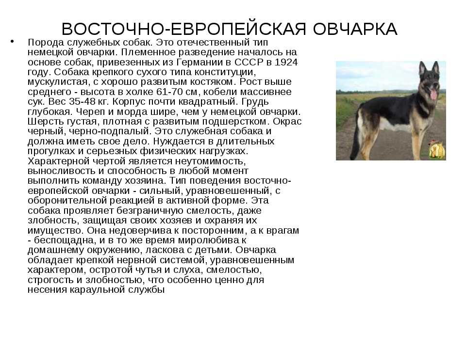 Окрасы немецкой овчарки — чепрачный, зонарный, рыжий и другие, их особенности, фото и описание собак