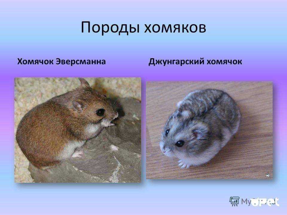 Породы хомяков: как выглядят домашние и дикие, какие существуют виды, размеры