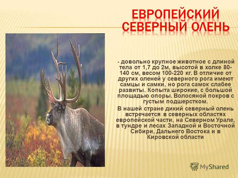 Северный олень