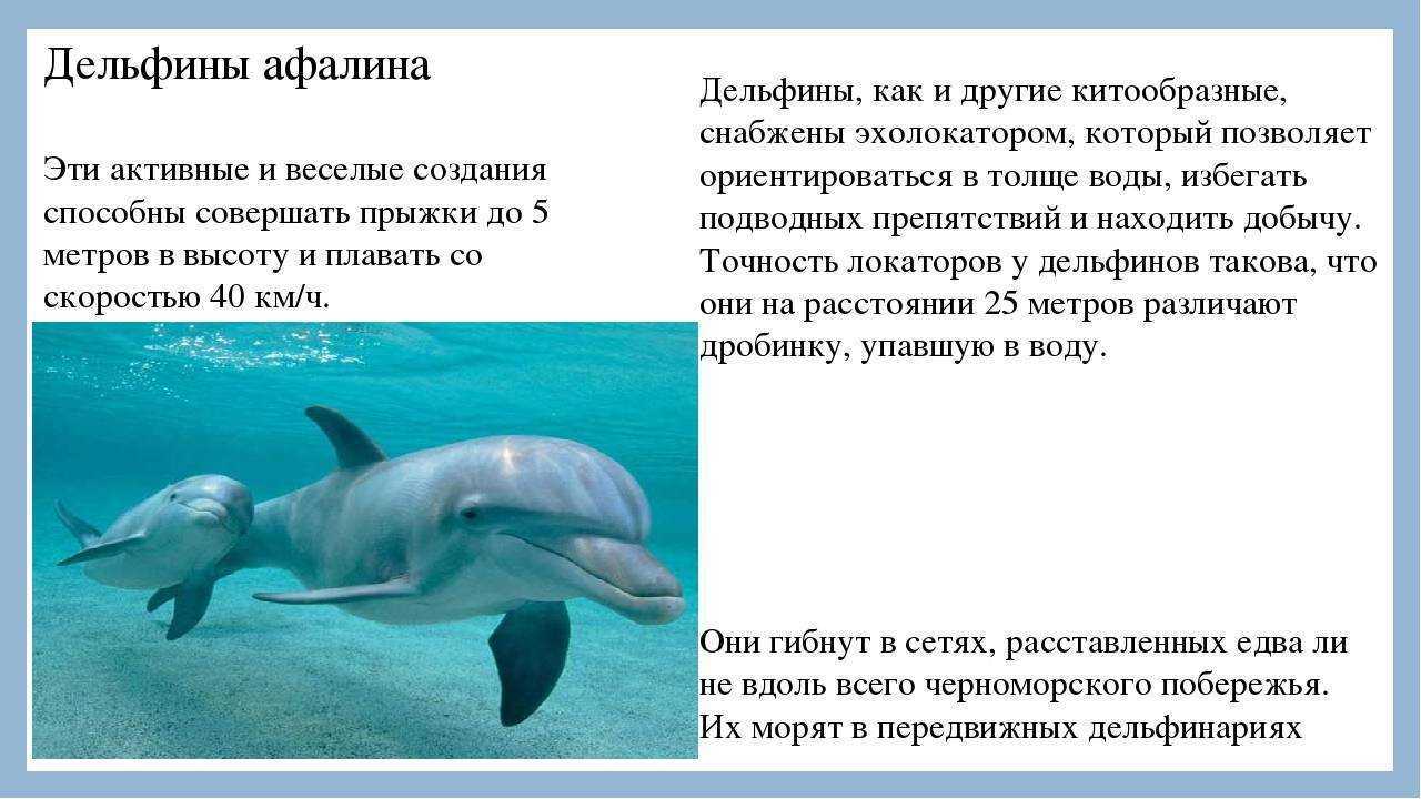 Дельфин: внешний вид, фото, особенности, интересные факты, среда обитания