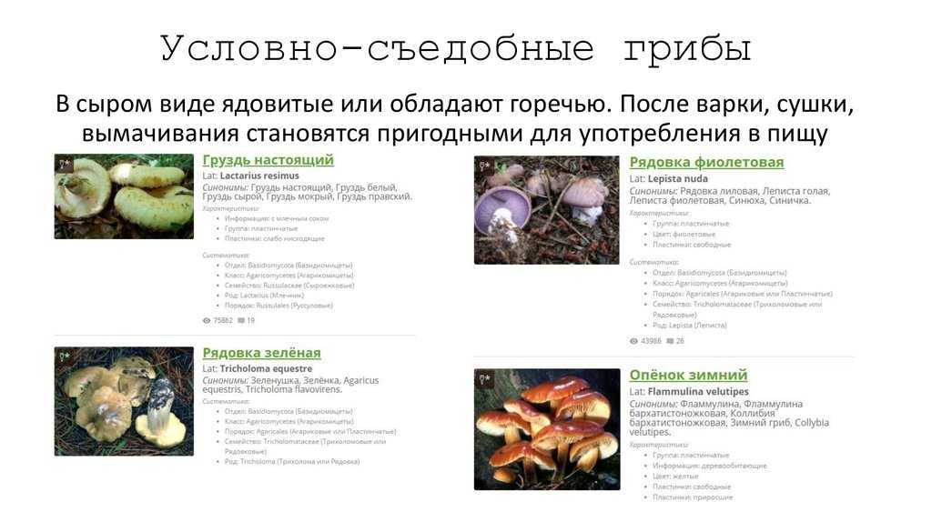 Грибы • большая российская энциклопедия - электронная версия