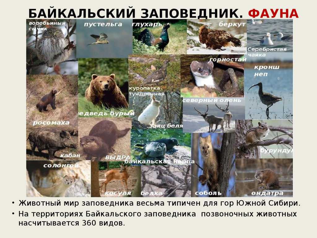 Птицы сибири, кто обитает в данном регионе