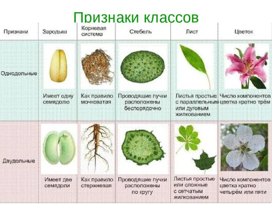 Однодольные | virtual laboratory wiki | fandom