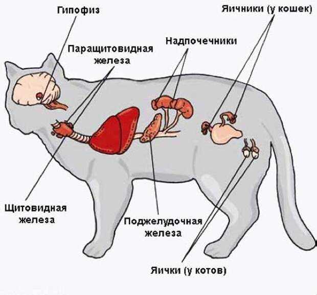 Почему кошка часто дышит животом - частое дыхание у кошки