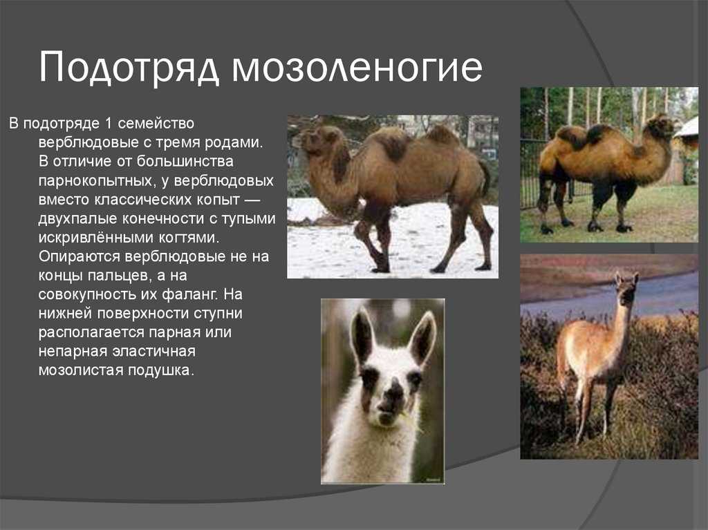Мозоленогие животные