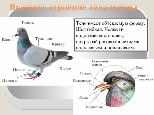 Голубь