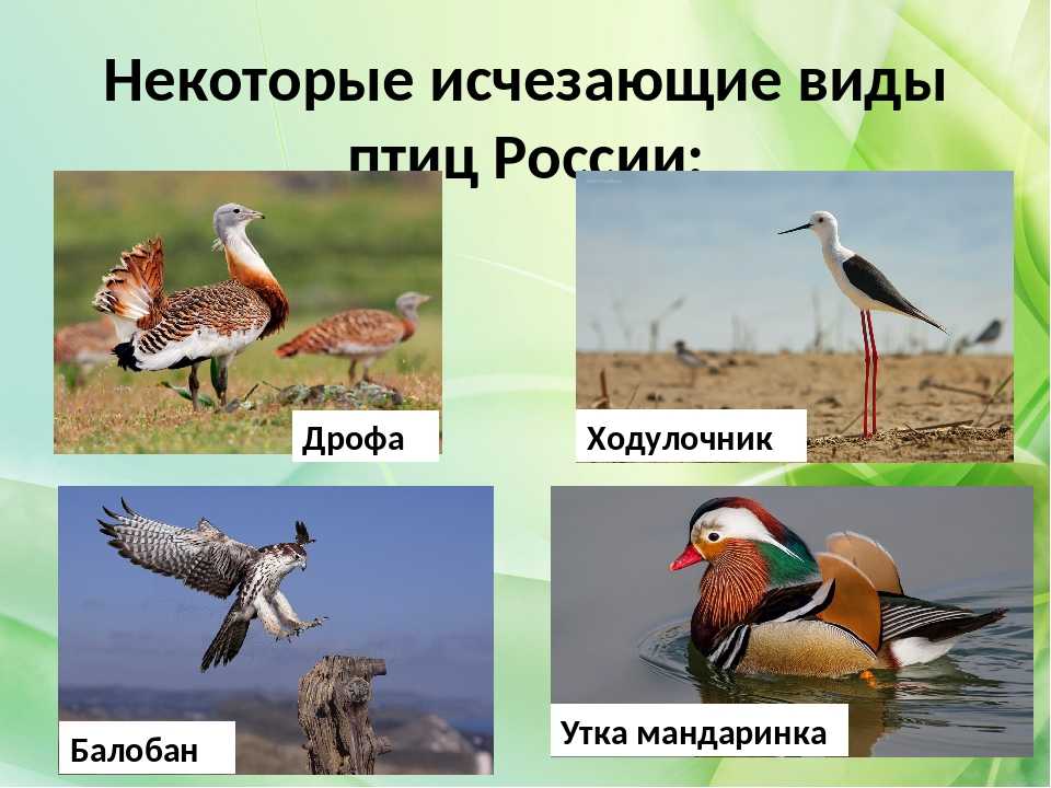 Названия и фото птиц, занесенных в красную книгу россии - animallist.ru