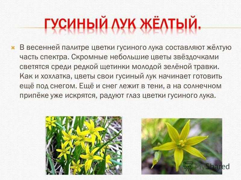 Гусиный лук - бастилия