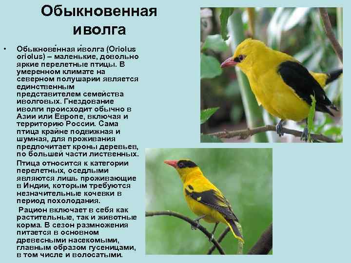 все про птицу Иволга Чем питается и где обитает иволга Какие отличие между самцами и самками Фото, описание и видео про иволгу Как поет иволга Презентация и доклад