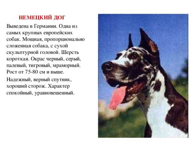 Датский дог