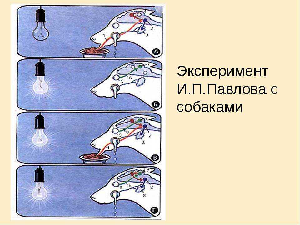 Собака павлова, что это – эффект собачки