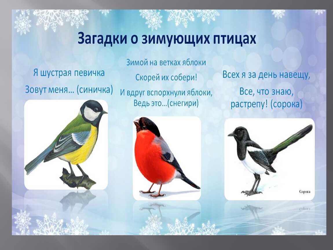 Животные, занесённые в красную книгу кировской области
