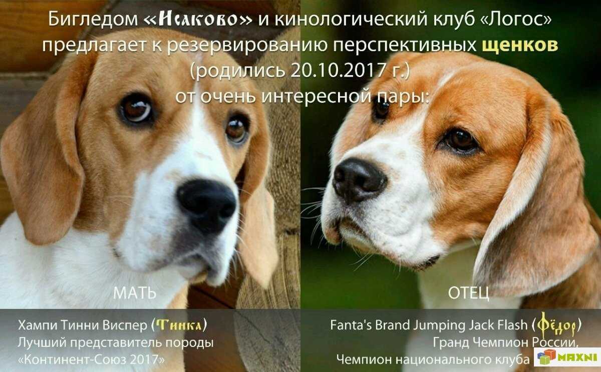 Щенки бигля — фото и вес по месяцам