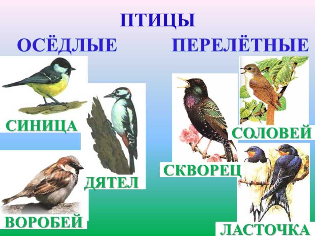 Птицы кемеровской области. растительный и животный мир